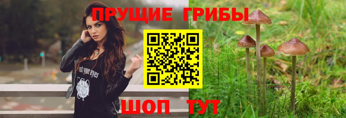 Псилоцибиновые грибы Psilocybe Тосно